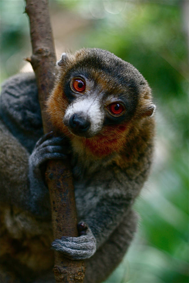 Flying Lemurs