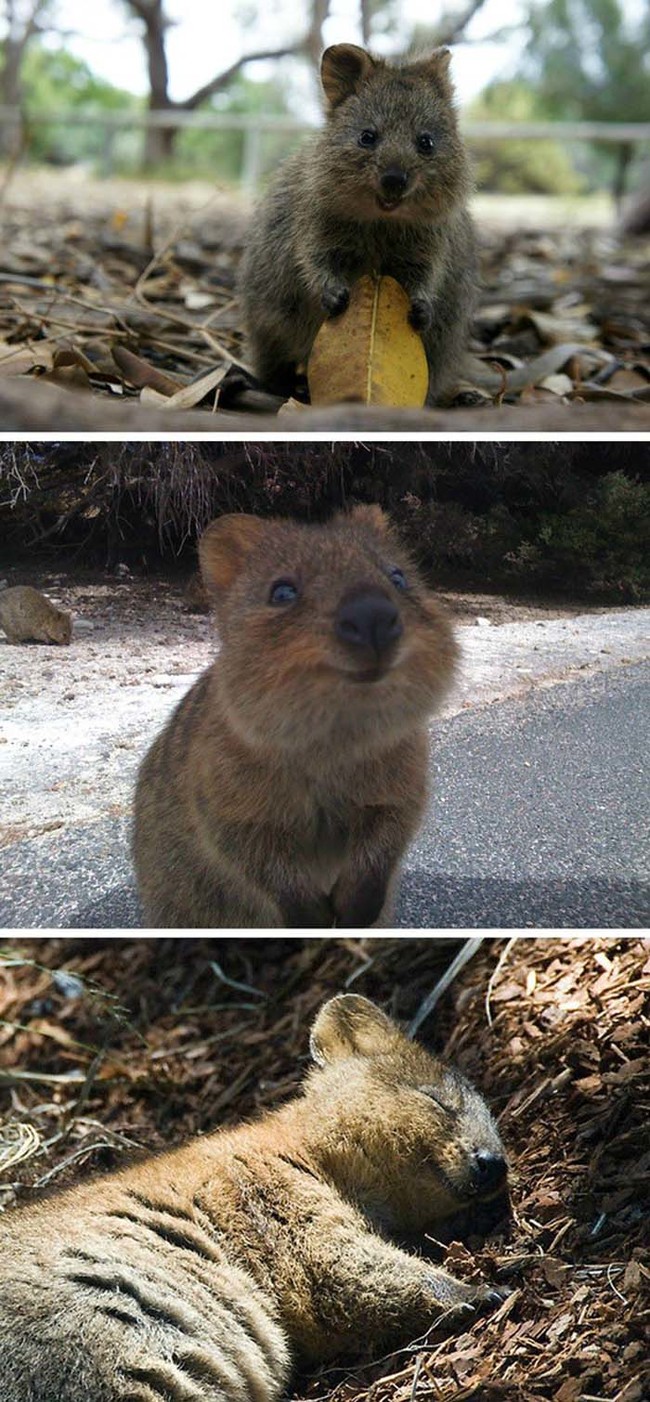 Meet the quokka: possibly the happiest animal on earth. Just try to find a photo of one not smiling.