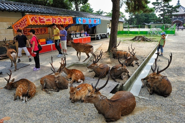 Local folklore claims they were brought to the city 1,300 years ago by a deity named Takemikazuchi.