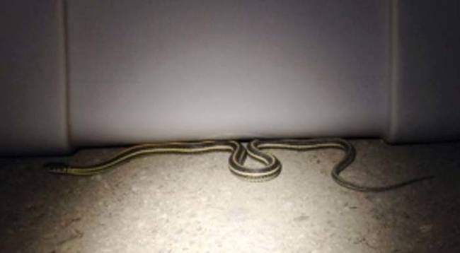 At first, it looked like they just had a couple of garter snakes in their basement. Not really a big deal.