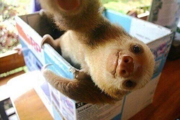 8.) Slow down and appreciate this sloth selfie.