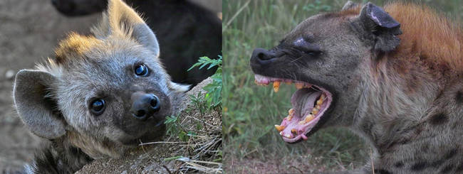 Hyenas have innocent baby faces that could fool anyone.