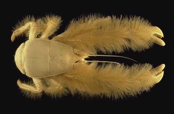 3.) Yeti Crab.