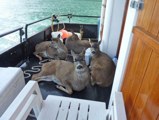 The deer saving their energy for kissing the ground when they return to the shore.