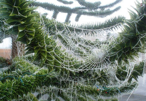 When the children woke up, they spotted the tree covered in beautiful webs. As the sun rose, the silk magically turned into gold. The family then became very rich and never worried about decorating their tree ever again.