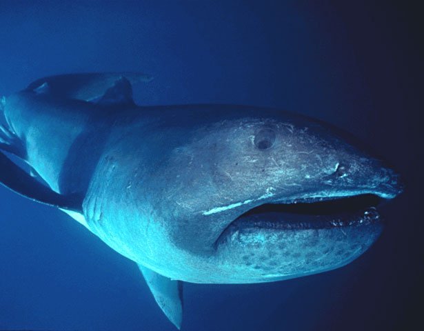 9. Megamouth Shark - Though smaller than its fellow planktivore the basking shark, the megamouth shark clearly has the superior name.