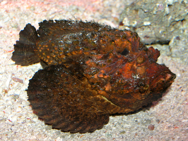 10.) Stonefish