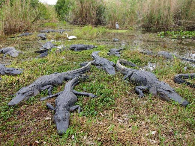 As Burmese pythons continue to multiply in the swamps of Florida, alligators may find their place in the food chain being challenged.