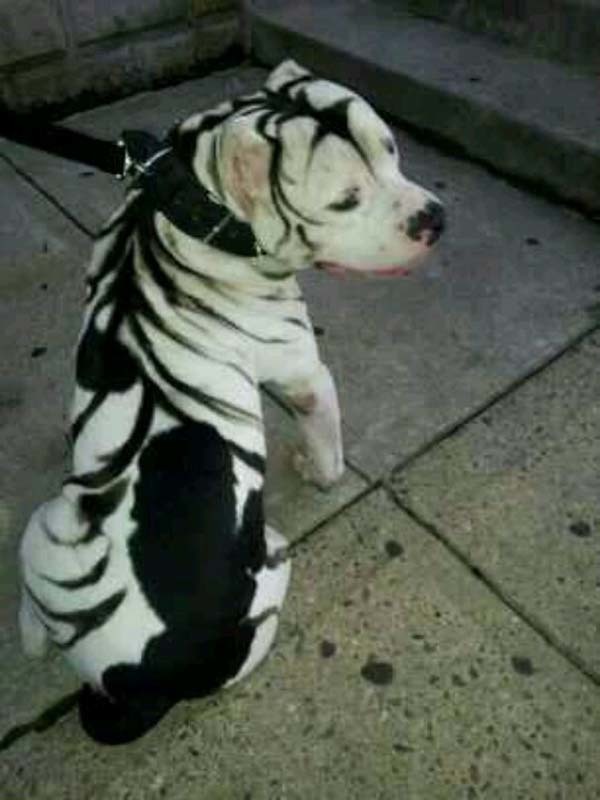 Is this a zebra or a dog?