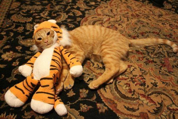 This cat is already a orange striped cat. Can't we just say he's a tiger and leave him alone?