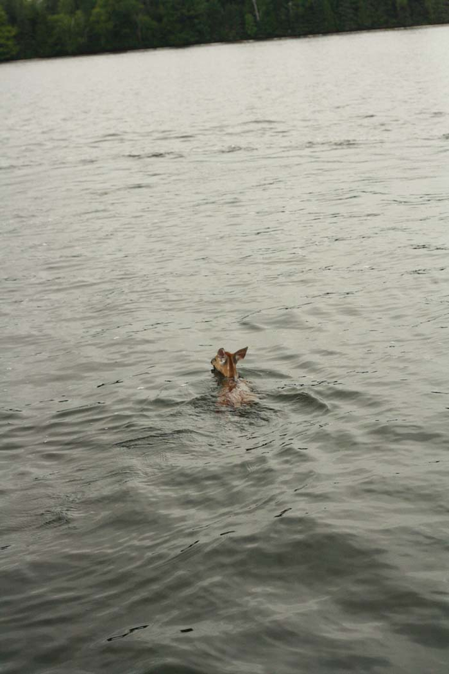 Anymore time out in the water, and the baby deer probably would have succumbed to exhaustion.