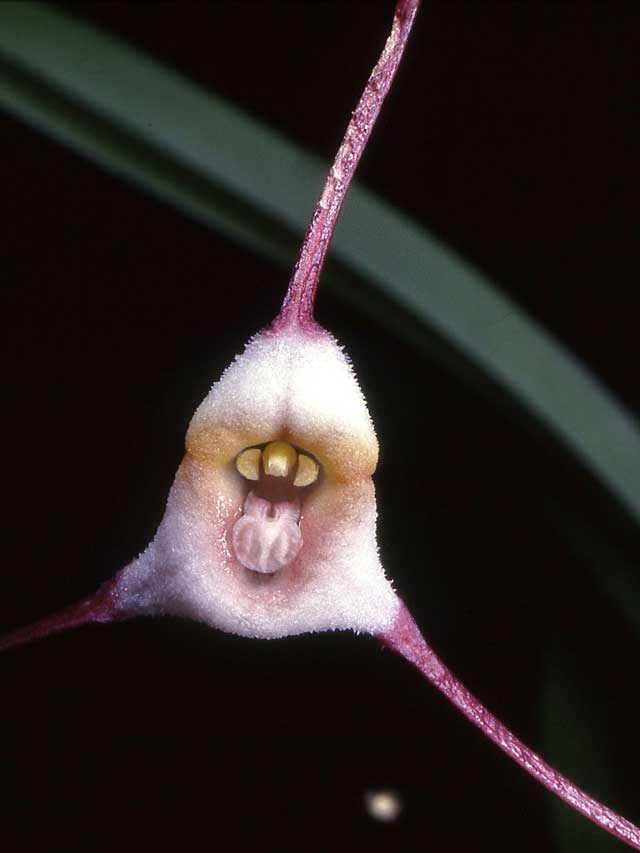 1.) The Dracula Orchid. Wow no thanks.