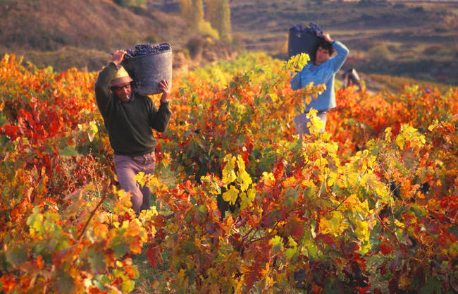 Harvesting grapes that will one day make wine in Spain.