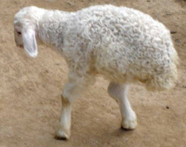 Bi-Pedal Lamb