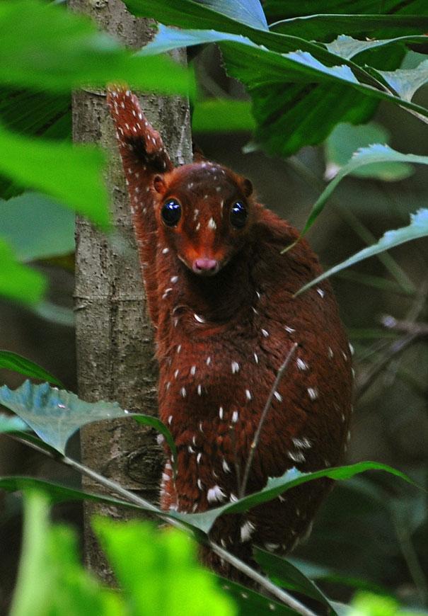 4.) Sunda Colugo