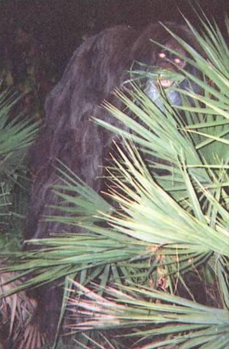 1.) Skunk Ape.