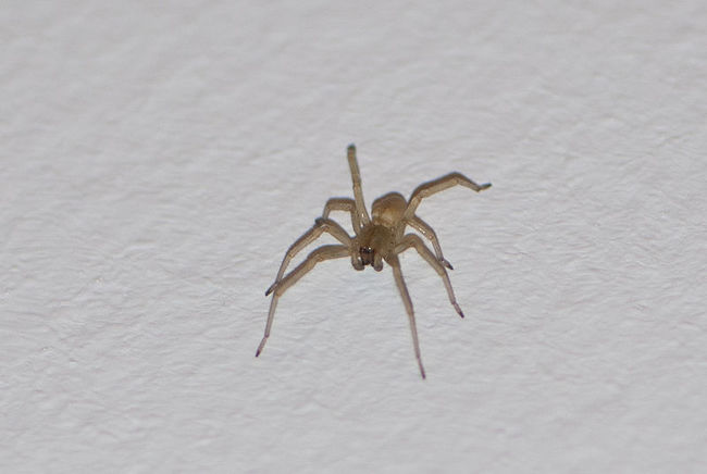 6. House Spiders - Though often beneficial to your living environment, some of them will bite.