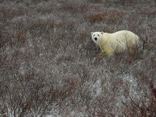 This is the world’s mostclosely studied polar bear population, so feeding bears here is prohibited.