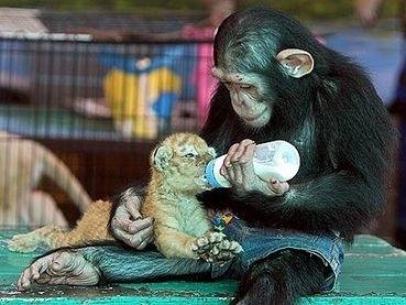 This chimp who helps out at feeding time.