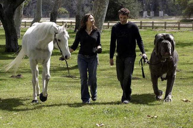 4.) The world's biggest dog? He is actually just Photoshopped.