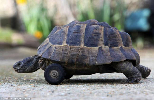 9.) Septimus the Tortoise