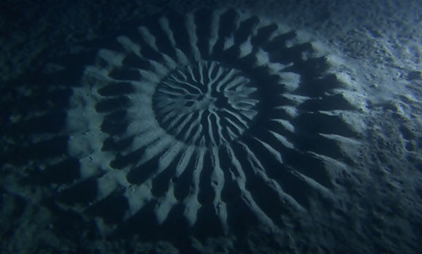 11.) Puffer Fish Circles: Created by 5 inch long pufferfish, this 7 foot diameter formation is designed to attract a mate and have her lay eggs in the center.