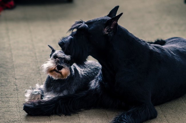 Giant Schnauzer