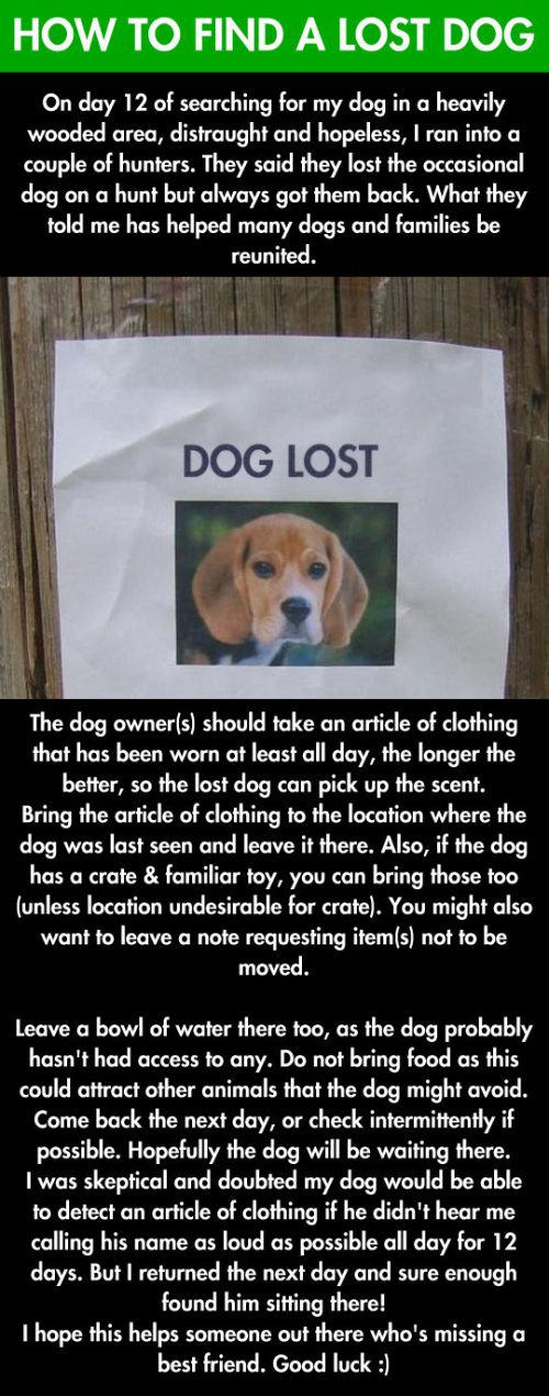 15.) If you lose your dog: