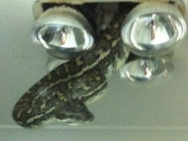 A home in Queensland, Australia was the site of a snake invasion. An invasion through the ceiling light fixture!