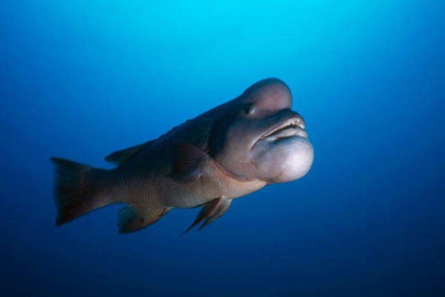 10.) Asian Sheepshead Wrasse.