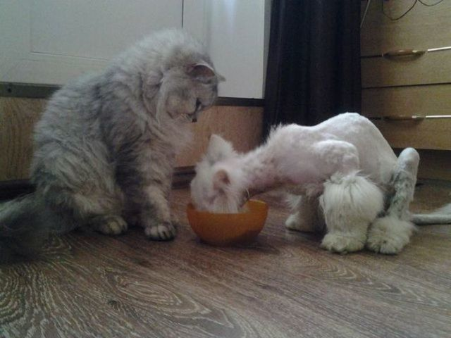 His new friends even shared their food with him.