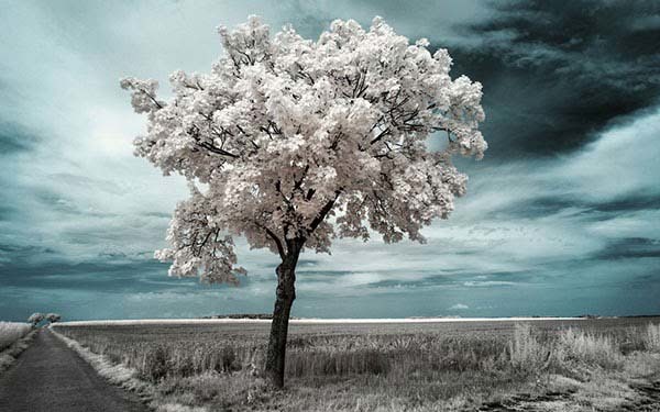 This causes the photos to see only the infrared range of color.