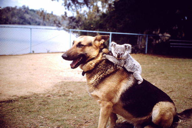 15.) This obliging German shepherd offers a ride to his friend the koala.