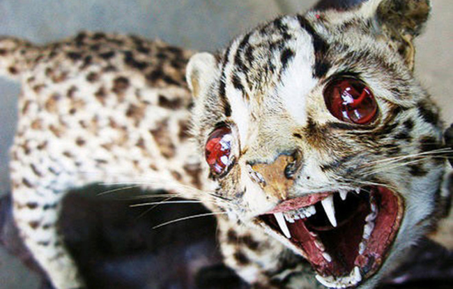 2.) Vampire cheetah!