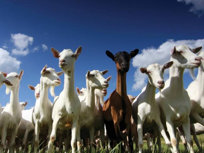 11.) Some believe that walking past a goat on the way to an important meeting will bring about good luck, as the goats are thought to absorb evil.