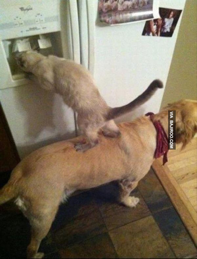 11.) And people think cats and dogs don't get along.