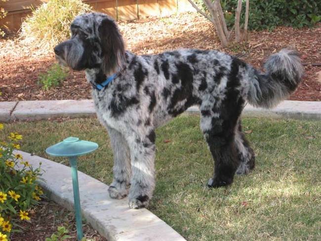 Aussiedoodle