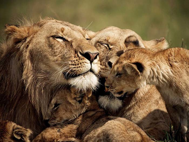 6.) It's just hard to believe lions don't purr.