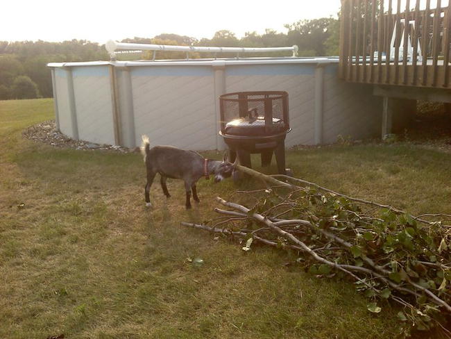 This goat is helping you clear that brush for your end-of-the-summer pool party.