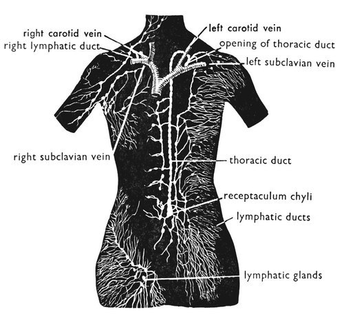 The principle lymph vessels, 1969.