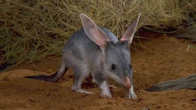 7.) The Bilby.