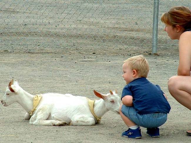 The mysterious two-headed goat that's also an optical illusion.