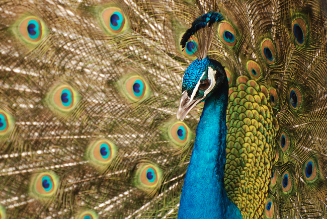 11.) Indian Peacock