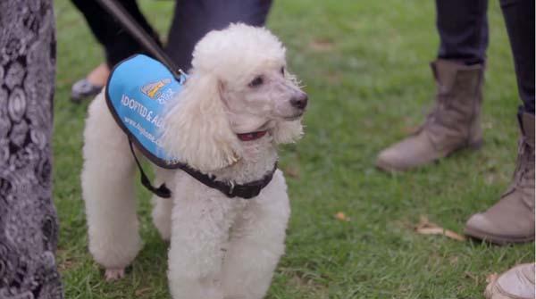 So these adoptable dogs took them for a walk.