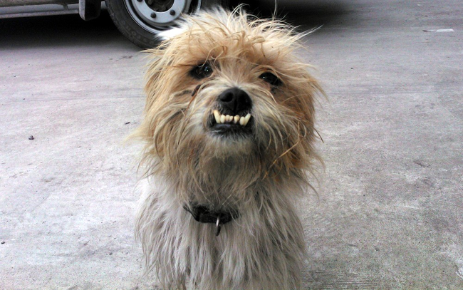 I imagine this dog lives underneath the back seat of the car behind him.