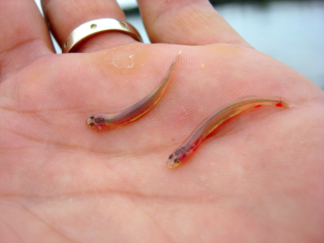 Candiru - You better hope you don't encounter this pervert.  This disgusting fish is attracted to ammonia, which humans release in urine, so the Candiru has been known to swim up flowing urine and infect the genitals.