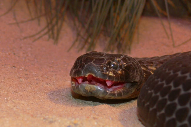 Half of the untreated bites by this guy (the tiger snake) result in death. It's not even the most venomous snake in this forsaken land.