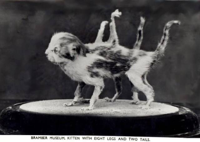 Walter Potter, a few years later, would use taxidermy to take an even weirder turn with his so-called mutation series. The series included this eight legged, two tailed cat.