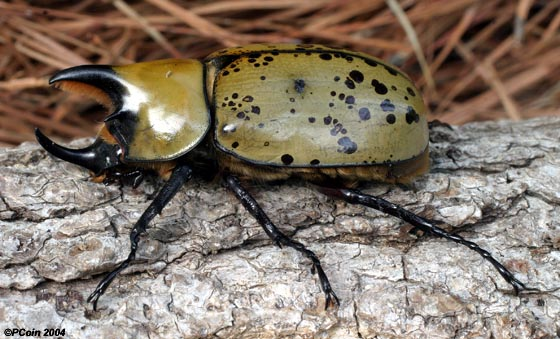 3.) The Hercules Beetle can grow to be the size of a human hand.