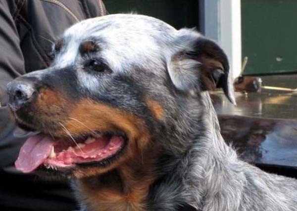 A white Rottweiler stands out in the crowd.